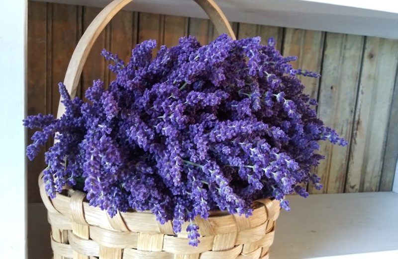 mountain-lavender-8.jpg